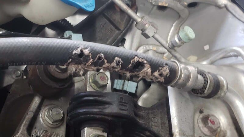 Biện pháp chống chuột cắn dây điện hiệu quả và đơn giản chuot can day dien 1